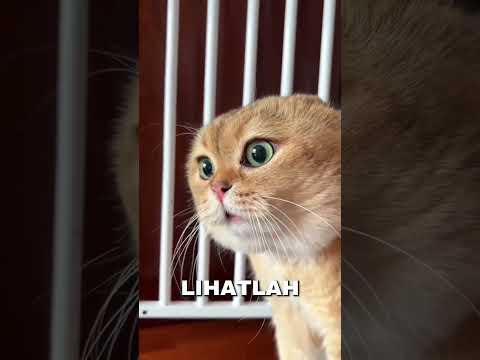 lucu beginilah ekspresi kucing ketika memarahi pemiliknya ! #short#feed#shortfeed#shorts#kucing
