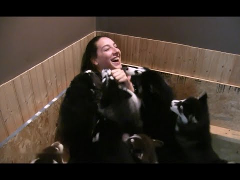 Husky Puppies Attack Unsuspecting Girl!!!!!!