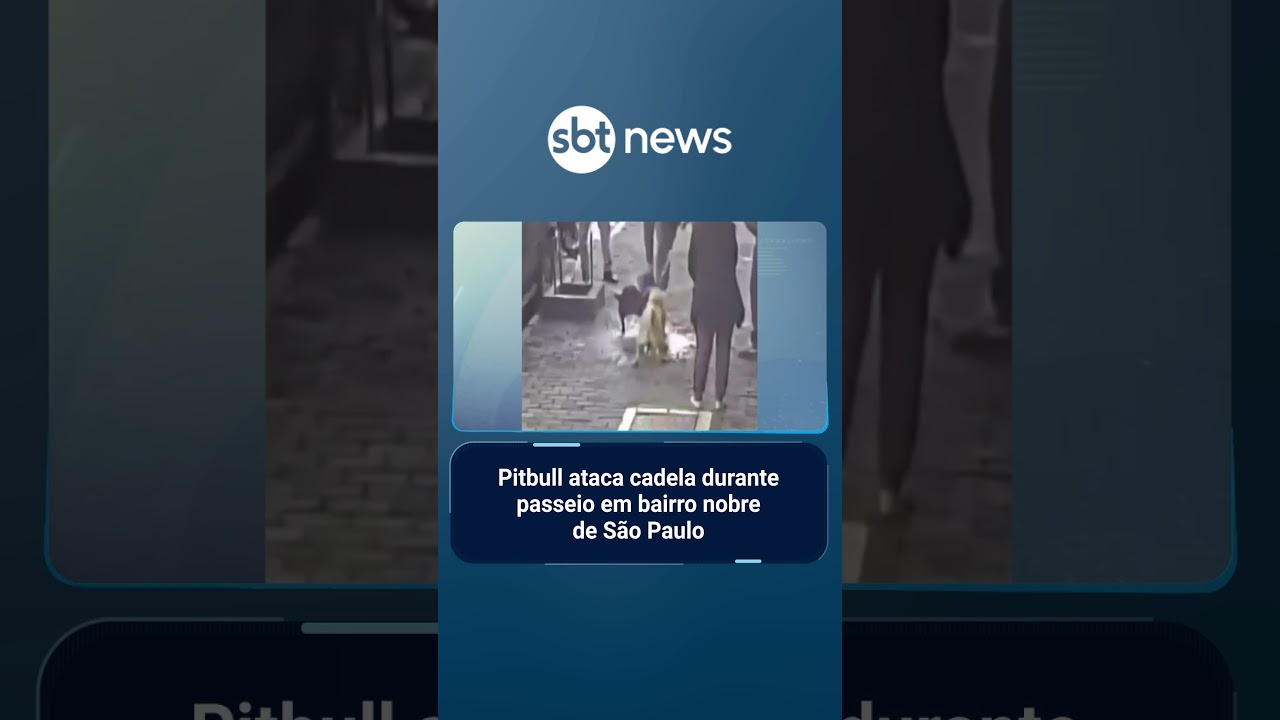 Pitbull ataca cadela durante passeio em bairro nobre de São Paulo | sbtnews