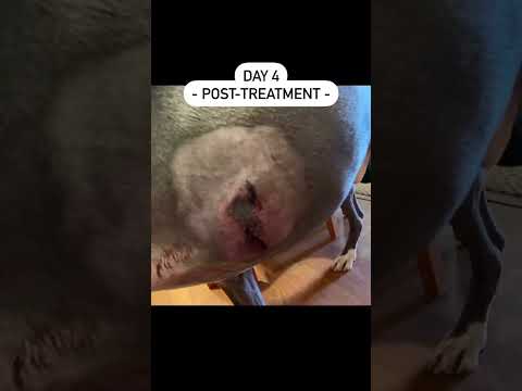 Treating a dog with a single injection!