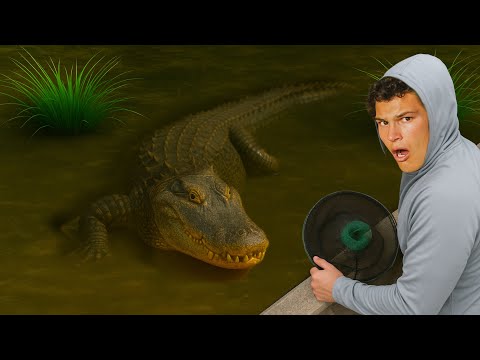 Trapping EXOTIC FISH In WORLDS DEADLIEST BRIDGE! Trapping EXOTIC FISH In WORLD’S DEADLIEST BRIDGE! | Rob’s Aquatics

What happens when you drop a