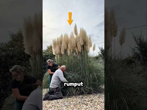 Rumput Ini Diikat Setiap Musim Dingin, Ternyata Demi Bunganya! 😱 #shorts