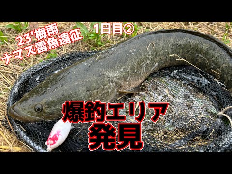 ナマズ&雷魚23'梅雨遠征1日目②【516】虫くん釣りch