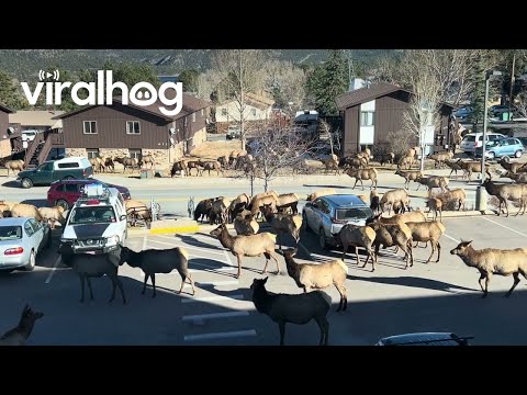 Huge Elk Herd Passes Through Estes Park || ViralHog