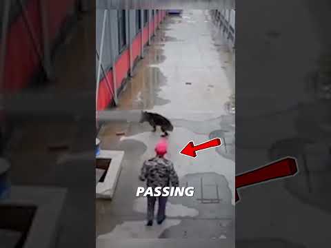 Heroic Dog Saves His Best Friend from a Sewer! 🐶💔