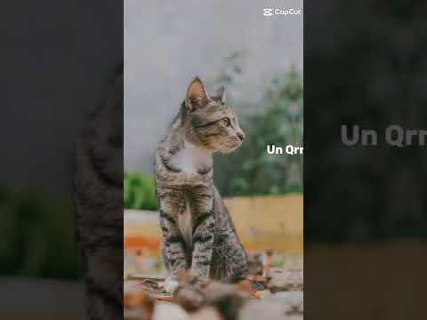 #dameungrrr #viral #foryou #shortsvideo #cute #youtubeshorts #tranding