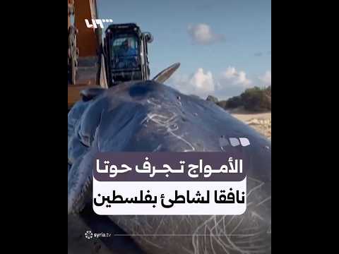 الأمواج تجرف حوتا نافقا إلى شاطئ بين عسقلان وغزة