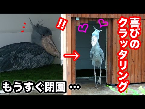 ハシビロコウふたば、閉園のアナウンスを聞く→飼育員さんが来て喜びのクラッタリング!【夏のふたば2025-8】Futaba, Shoebill  summer 2025-8