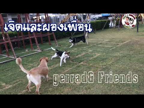 gerrad&friendsเจิดและผองเพื่อ