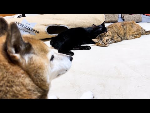 子ども猫たちの癒し空間を柴犬が見守っているとこうなりました