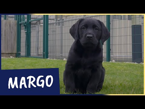 Meet our latest Sponsor a Puppy trainee Margo