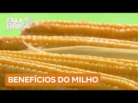 Comer milho pode ajudar a controlar o colesterol ruim, indica estudo