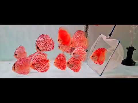 Red Checkerboard Discuss Fish #aquarium #discusfis 