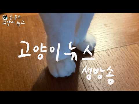 고양이뉴스 생방송 — 고양이뉴스