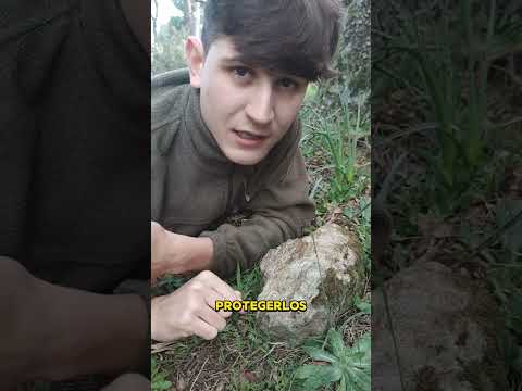 Los huevos de Mantis #mantis #biologia #viral