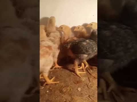 finqueritos criollos ...🐥🐓🐔🌳