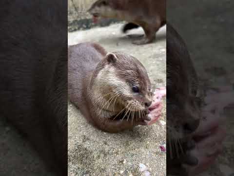 Cozy Cuties and Their Food: Cuteness That Warms the Heart! #cute #animals #puppy #otter