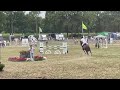حصان القفز Ideaal beginnerspaard / fokmerrie