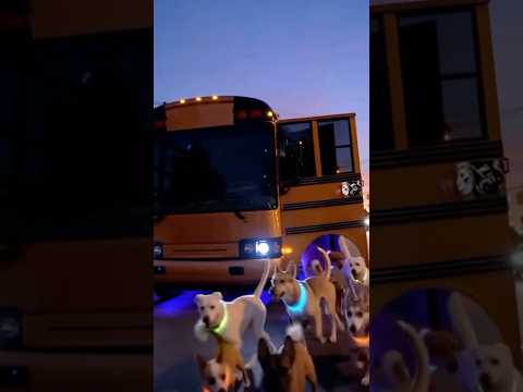 The 7PM Dog Party Bus Is Real 😭🐾🚌🔥