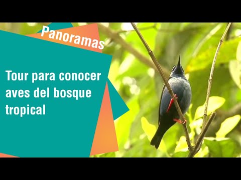 Tour para conocer aves del bosque tropical en Sarapiquí | Panoramas