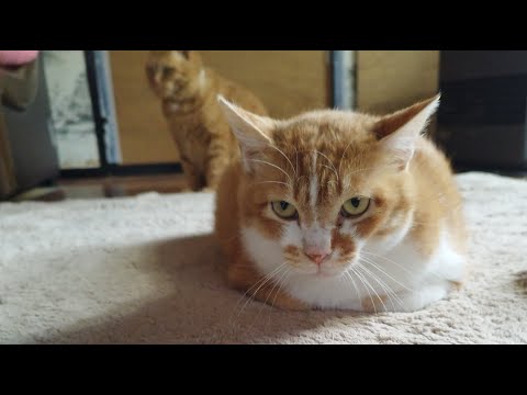 猫の動画サムネイル - ぼーちゃんがライブ配信中！　2025年5月17日