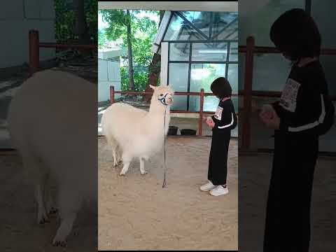 with llama #animals #duniahewan