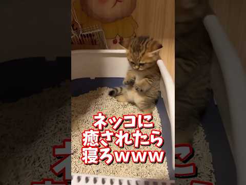 猫の動画サムネイル - ネッコの動画で癒されたら寝ろｗｗｗ　#2ch  #動物  #猫 #癒やし #ねこ動画　#おもしろ