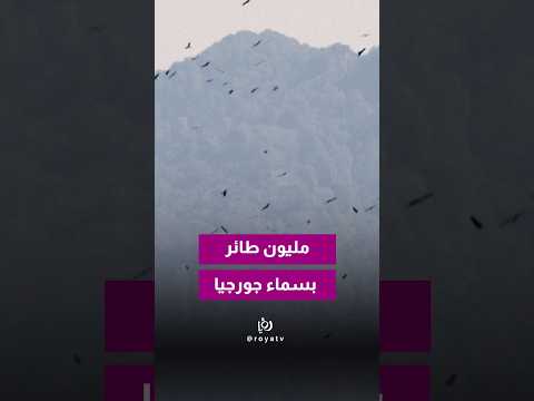 مع كل خريف، بتمرّ أكثر من مليون طائر جارح عبر ساحل البحر الأسود في جورجيا.