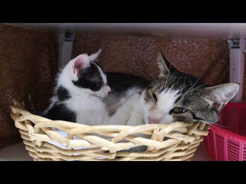 猫の動画サムネイル - かごの子猫とさばじろう　250722