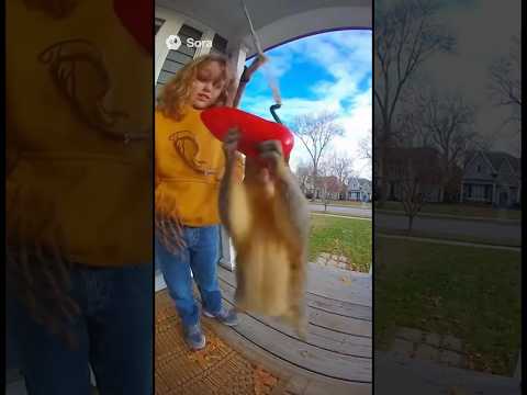 squirrel eats jalapeño. #lol #funny #unbelievably #animals #best #viralshorts