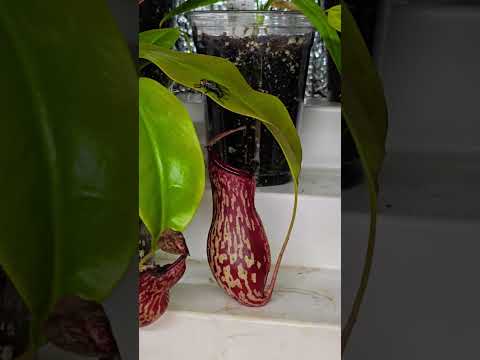 nepenthes carnivorous plant  about to get a meal!! 