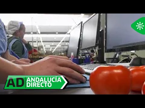 Andalucía Directo | Inteligencia Artificial para clasificar tomates con precisión milimétrica
