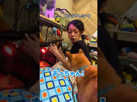 🐢おっちゃんの甲羅はカッコええ #柴犬スティーブ