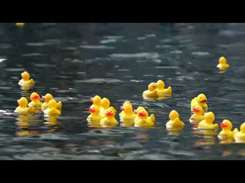 Thousands of rubber ducks race London canal for charity