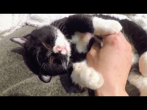 トントンしてほしくて動かない猫