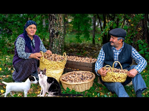 Harvesting Walnuts: How to Do It (& Make the Best Walnut Butter)!