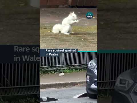 The rare rodent has been sighted by locals in recent weeks #itvnews #squirrel #wales