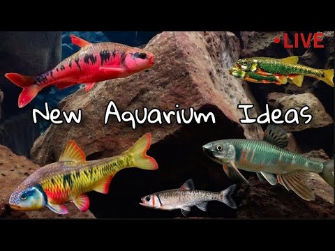 New Dream Fish Stocking Ideas - Rare Minnows & Nat New Fish Stocking Ideas to Dream About! 


Join us on Fishtory!  Discord
https_//discord.gg/fTB6FHKH