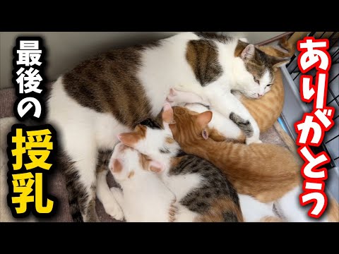 猫の動画サムネイル - 子猫に最後の授乳…子猫とママ猫の永遠のお別れです