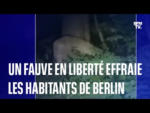 Allemagne: une lionne repérée en liberté près de Berlin, les habitants appelés à rester chez eux