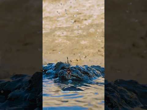 creative videography idea #shorts #shortvideos