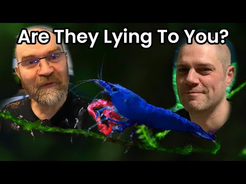 The Bloodworm Conspiracy_ Shrimp Superfood Or Fatt There are some big ShrimpTubers claiming (without evidence) that feeding bloodworms to your cherry s
