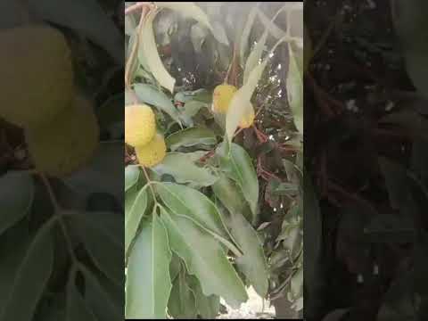 lichi time ....at my backyard ❤️❤️❤️❤️💕💕💕