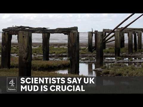 How sea mud could help fight climate change