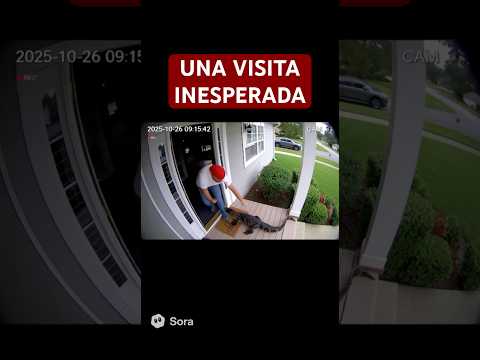 Visitante Inesperado 😂😂🐊🐊