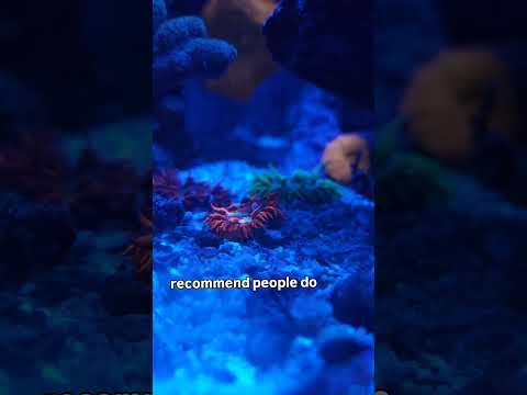 How to keep rock flower anemones from hiding