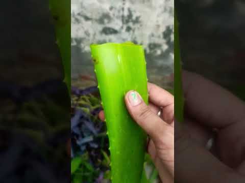 How to use an Alovera slice?🪴☘️👌👍 ||#garden #alovera #plants #flute #trending #shortsfeed #shorts