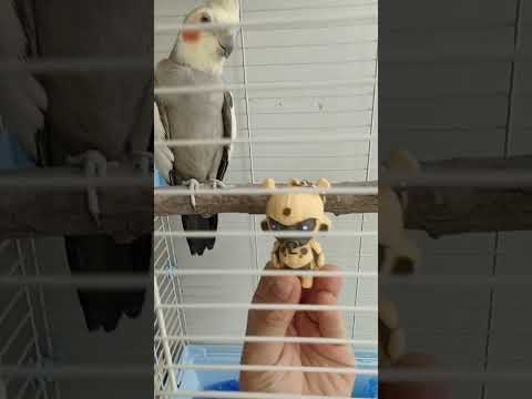 Bird#birds #birdspecies #birdsounds #cute #dancingbird #parrot #birddance #birdsong #birdphotography