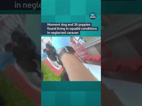 Moment dog and 35 puppies found living in squalid conditions in neglected caravan #itvnews #dogs