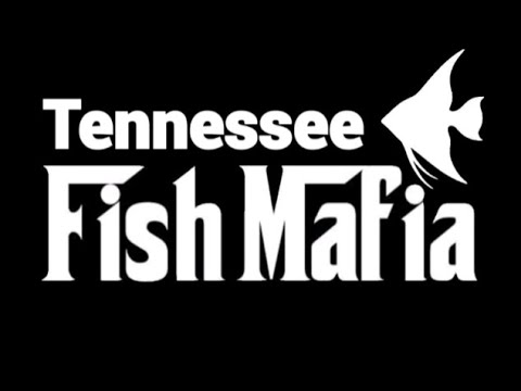 THE TENNESSEE FISH MAFIA PANEL! Join us for a chat discussion about the future of your personal fish hobby. What’s it worth it to 